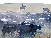 Pasturing Cattle 放牛