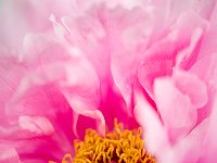 Seductive Flower 花之诱惑15'