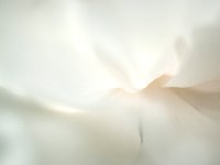 Seductive Flowers 花之诱惑