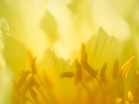 Seductive Flower 花之诱惑37