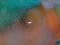 Spider Net 蜘蛛的网