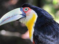 Bird 鸟20  Iguazu 伊瓜苏45