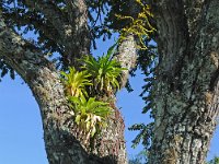 DSC 2000s  Iguazu 伊瓜苏8