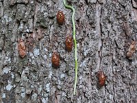 DSC 2628s  Iguazu 伊瓜苏32