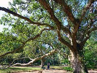 Botanical Garden 植物园1