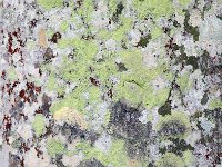 Botanical Garden 植物园11