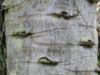 Botanical Garden 植物园12