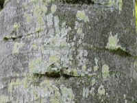 Botanical Garden 植物园13