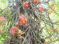 Botanical Garden 植物园16