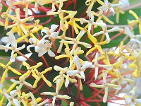 Botanical Garden 植物园17