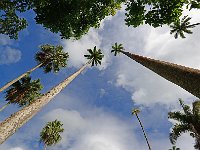 Botanical Garden 植物园2