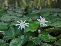 Botanical Garden 植物园21