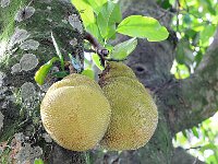 Botanical Garden 植物园28