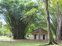 Botanical Garden 植物园29