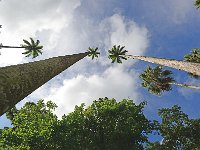 Botanical Garden 植物园3