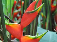 Botanical Garden 植物园32