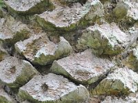 Botanical Garden 植物园35