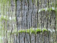 Botanical Garden 植物园36