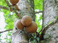 Botanical Garden 植物园37