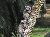 Botanical Garden 植物园39