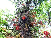 Botanical Garden 植物园6