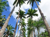 Botanical Garden 植物园7