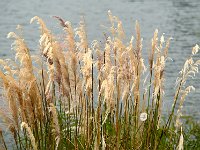 Puerto Varas 巴拉斯港15