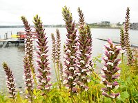 Puerto Varas 巴拉斯港17