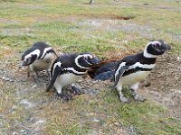 Punta Arenas 蓬塔阿雷纳斯1