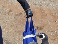 Punta Arenas 蓬塔阿雷纳斯10