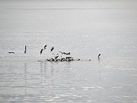 Punta Arenas 蓬塔阿雷纳斯100