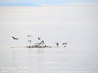 Punta Arenas 蓬塔阿雷纳斯101