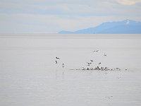 Punta Arenas 蓬塔阿雷纳斯102