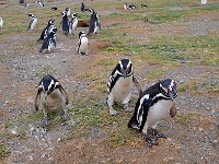 Punta Arenas 蓬塔阿雷纳斯104