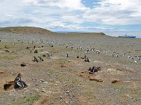 Punta Arenas 蓬塔阿雷纳斯13