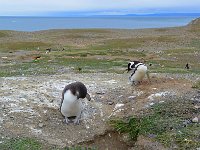 Punta Arenas 蓬塔阿雷纳斯15