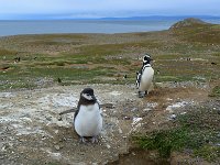 Punta Arenas 蓬塔阿雷纳斯16