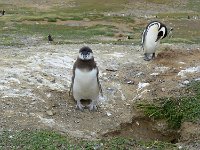 Punta Arenas 蓬塔阿雷纳斯17