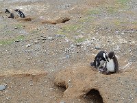 Punta Arenas 蓬塔阿雷纳斯18