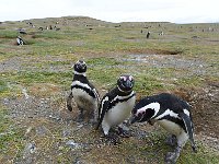 Punta Arenas 蓬塔阿雷纳斯2