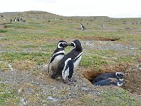 Punta Arenas 蓬塔阿雷纳斯3