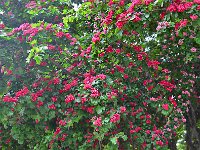 Punta Arenas 蓬塔阿雷纳斯35