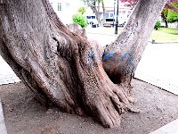 Punta Arenas 蓬塔阿雷纳斯36