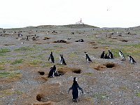 Punta Arenas 蓬塔阿雷纳斯4