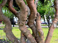 Punta Arenas 蓬塔阿雷纳斯41