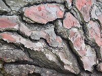 Punta Arenas 蓬塔阿雷纳斯43