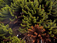 Punta Arenas 蓬塔阿雷纳斯73