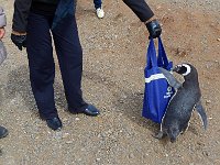 Punta Arenas 蓬塔阿雷纳斯9