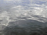 Punta Arenas 蓬塔阿雷纳斯93