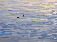 Punta Arenas 蓬塔阿雷纳斯94